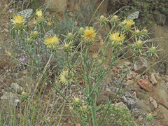 Centaurea reflexa