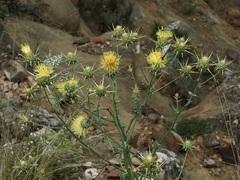 Centaurea reflexa