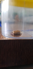 Amphimallon solstitiale