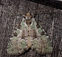 Leuconycta lepidula