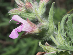 Salvia garedji