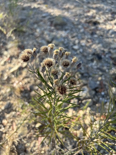 Image of Vernonia lindheimeri by no rights reserved