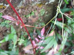 Millettia