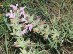 Salvia garedji