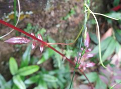 Millettia