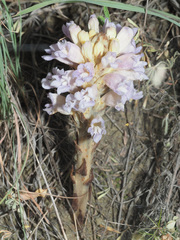 Phelipanche arenaria