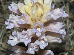 Phelipanche arenaria