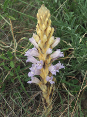 Phelipanche arenaria