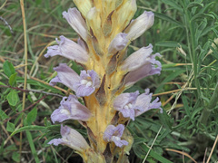 Phelipanche arenaria
