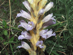 Phelipanche arenaria