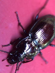 Pterostichus burmeisteri