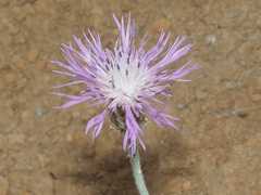 Psephellus dealbatus