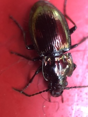 Pterostichus burmeisteri