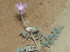 Psephellus dealbatus