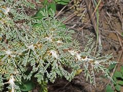 Astragalus microcephalus