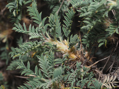 Astragalus microcephalus