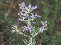 Teucrium orientale