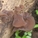 Auricularia heimuer - Photo (c) Dinesh Valke, some rights reserved (CC BY-SA)