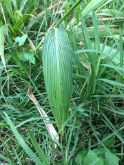 Setaria megaphylla