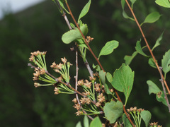 Spiraea hypericifolia