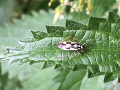 Grypocoris stysi