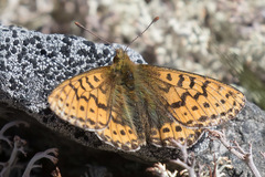 Boloria polaris