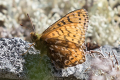 Boloria polaris