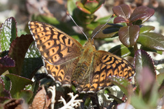 Boloria polaris