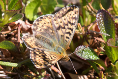 Boloria polaris