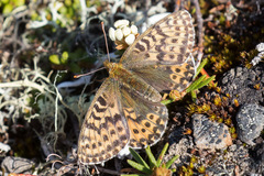 Boloria polaris