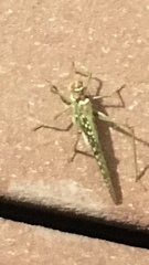 Capnobotes arizonensis