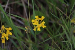 Hippocrepis comosa