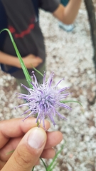 Phyteuma scheuchzeri