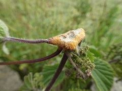 Puccinia urticata
