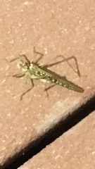 Capnobotes arizonensis