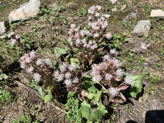 Petasites paradoxus