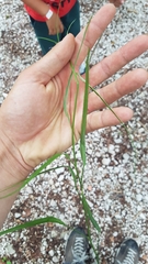 Phyteuma scheuchzeri