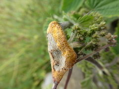 Puccinia urticata