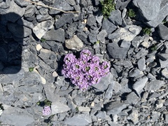 Noccaea rotundifolia