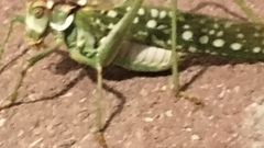 Capnobotes arizonensis