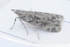 Scoparia ambigualis