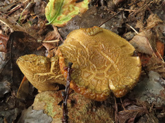 Hortiboletus bubalinus