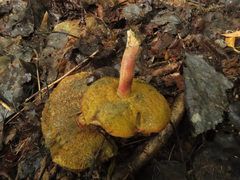 Hortiboletus bubalinus
