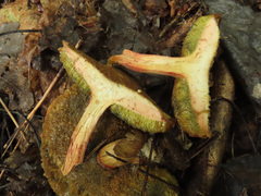 Hortiboletus bubalinus