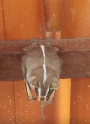 White-lined Broad-nosed Bat