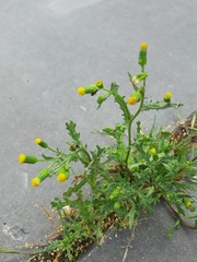 Senecio vulgaris