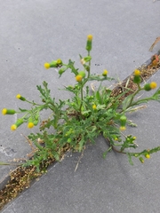Senecio vulgaris