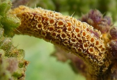 Puccinia urticata