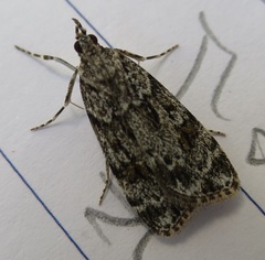 Scoparia ambigualis