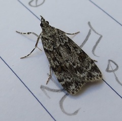 Scoparia ambigualis